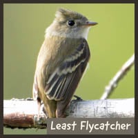 Least Flycatcher